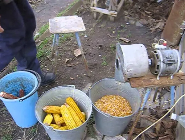 процесс лущения кукурузы
