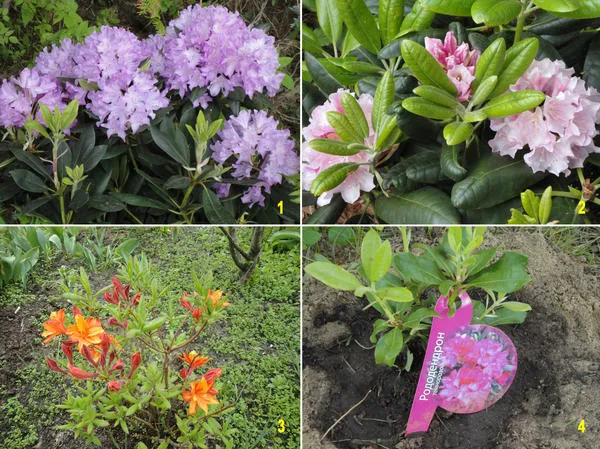 Вот такие красавцы появились в моем саду этой весной: Roseum Elegans (1), Helsinki University (2), азалия Mandarin Lights (3), Nova Zembla (4). Фото автора