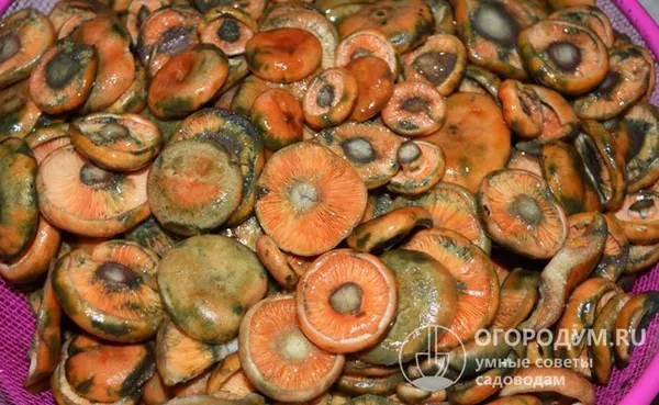 У рыжиков быстро появляются «синяки» в местах срезов, повреждений и даже надавливаний, поэтому начинать обрабатывать грибы необходимо как можно скорее