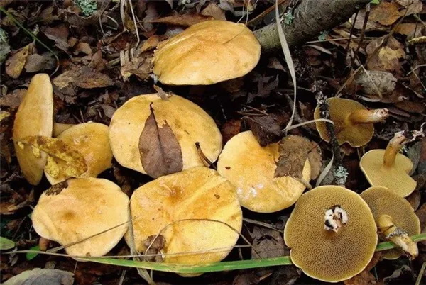 Особенности гриба гриба козляк