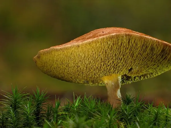 гриб козлёнок