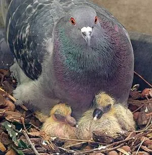 Выращивание птенцов голубей