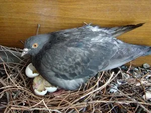 Как голуби высиживают яйца