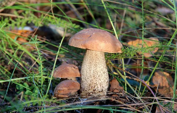 шляпка грибов сферической формы