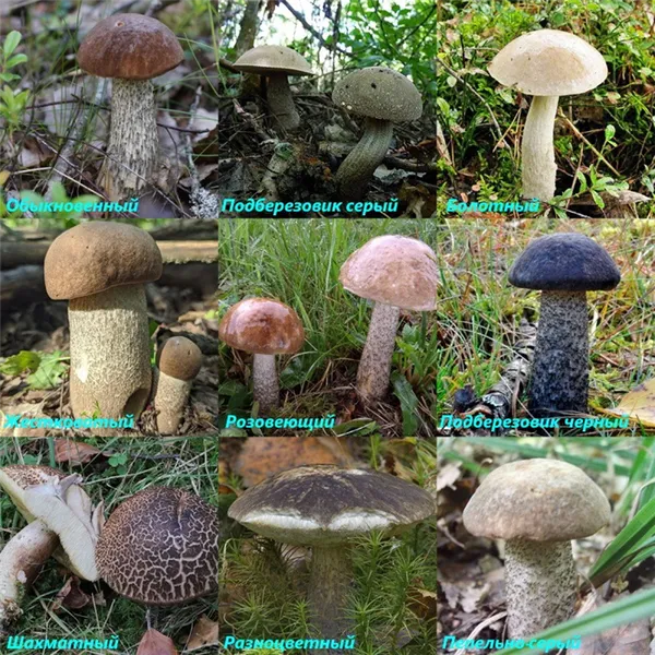 разновидности гриба подберезовика