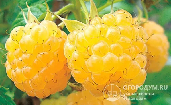 Желтая малина прекрасно подходит для заморозки в цельном виде – плоды «светлых» сортов содержат больше сухих веществ, которые повышают плотность мякоти