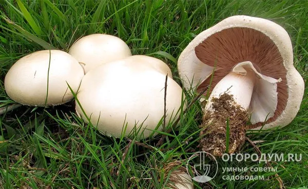 Природные виды (обыкновенный и полевой – на фото) встречаются значительно реже, чем другие лесные грибы и разумеется не в таких количествах, как культивированные