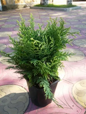 Растение кипарисовик в саду