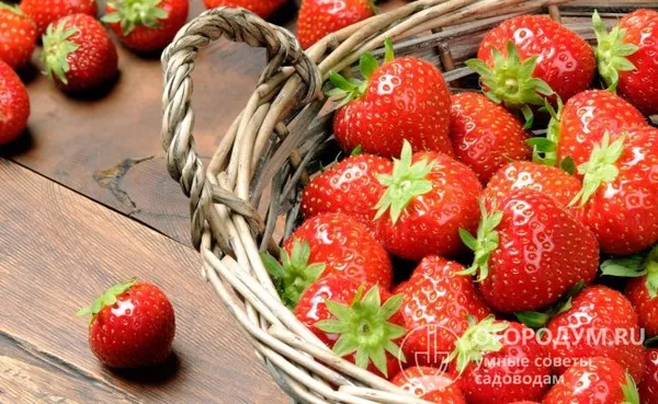 Максимально выраженной сладости, однородности окраски и выраженного глянца ягоды достигают при полном созревании