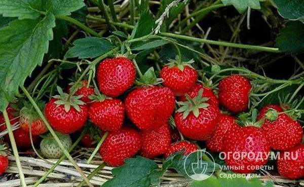 Дружное созревание ягод происходит за короткий период плодоношения – весь урожай можно собрать за 1-2 недели
