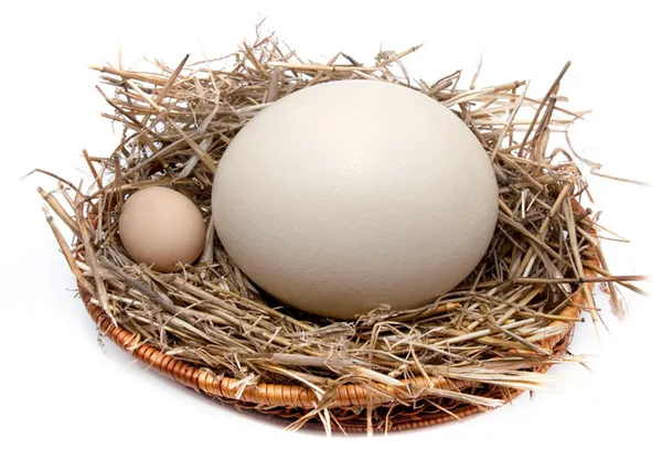 Индюшиные яйца одни из самых крупных среди домашней птицы