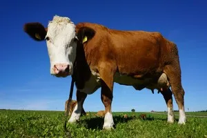 Измерение веса коров