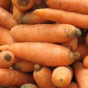 Неприхотливый сорт моркови Витаминная 6