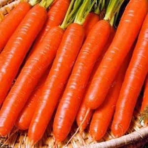 Неприхотливый сорт моркови Витаминная 6
