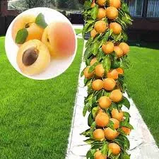 Схема обрезки абрикоса