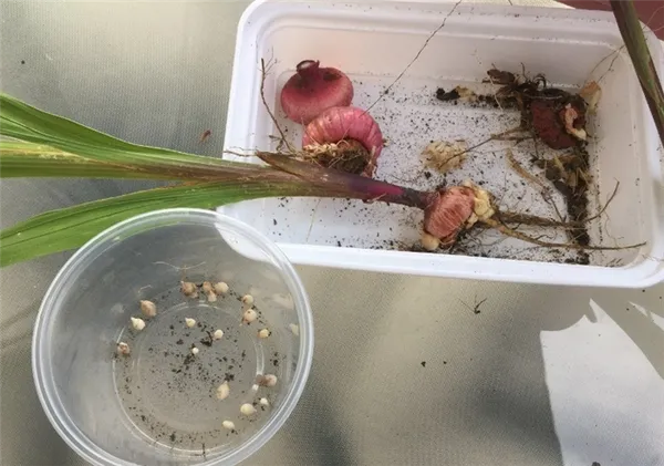 Что делать с «детками» гладиолусов – как размножить эти цветы самостоятельно