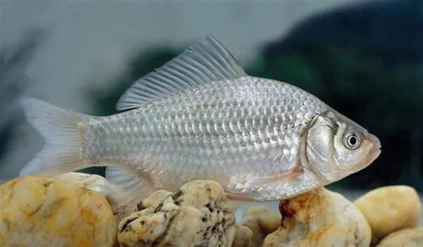 рыба гибрид