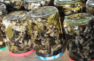 Заготовки грибов