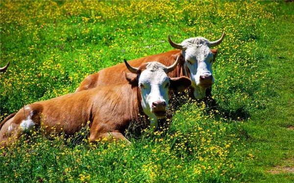 Содержание коров на ферме