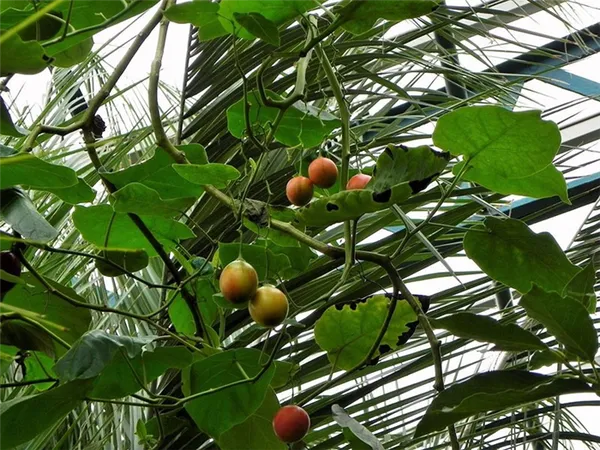 созревание плодов томатного дерева