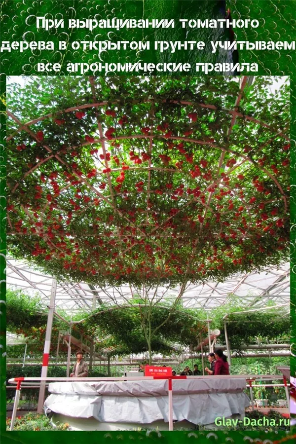 выращивание томатного дерева в открытом грунте