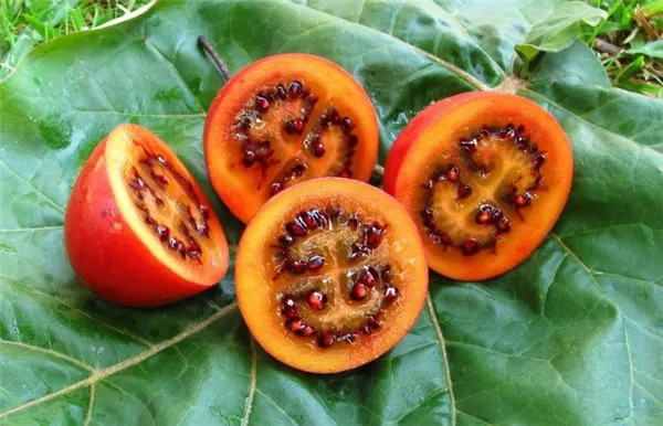 семена плодов томатного дерева