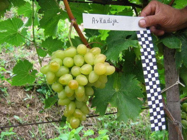 аркадия виноград описание
