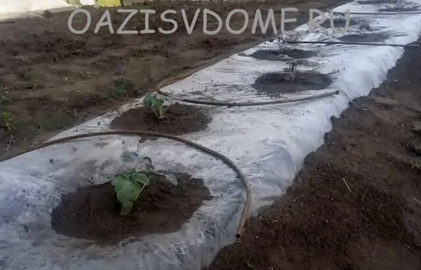 Выращивание арбузов на грядке под пленкой