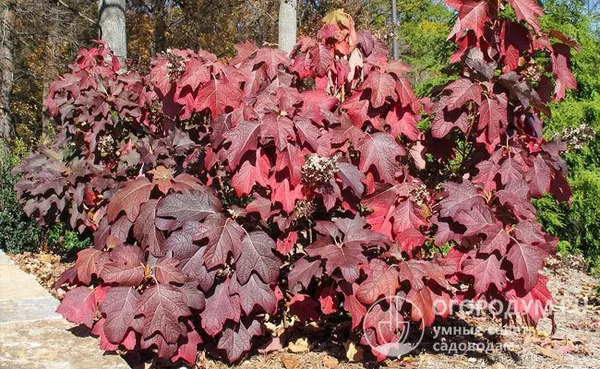 У некоторых представителей культуры, например, у Г. дуболистной (на фото) листва осенью приобретает красно-коричневый оттенок