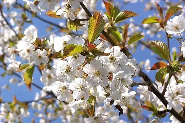 цветет вишня сорта Жуковская