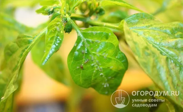 Одним из наиболее распространенных вредителей перца, выращиваемого в тепличной культуре, является оранжерейная тля (на фотографии)