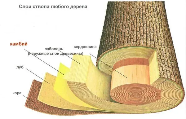 Рисунок ствола дерева в разрезе