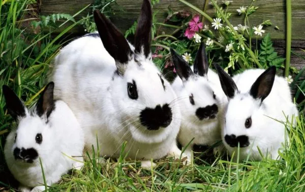 После того, как родились крольчата, осматривайте выводок ежедневно