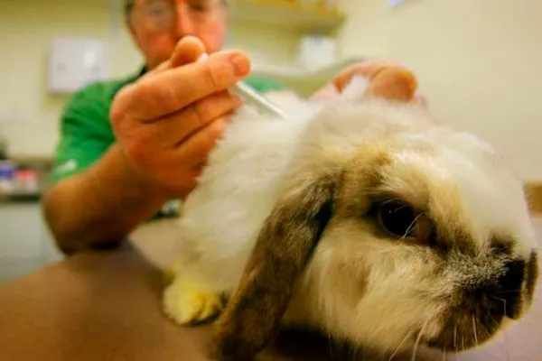 вакцинация кролика