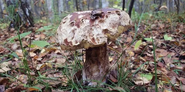 Червивые грибы