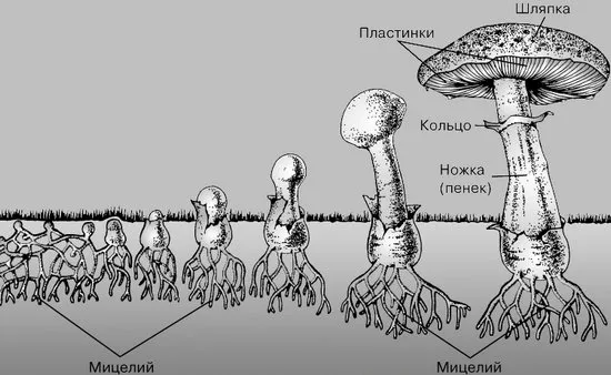 Рост гриба