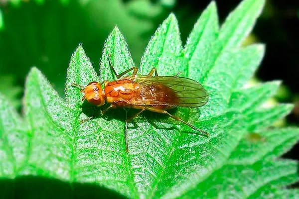 Морковная муха
