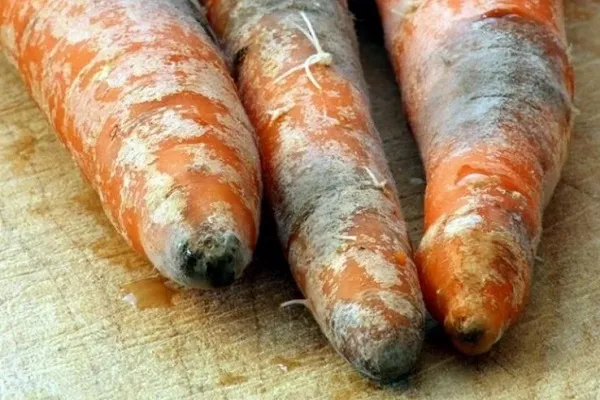 Серая гниль моркови