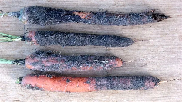 Что делать, если гниет морковь при хранении и почему так происходит
