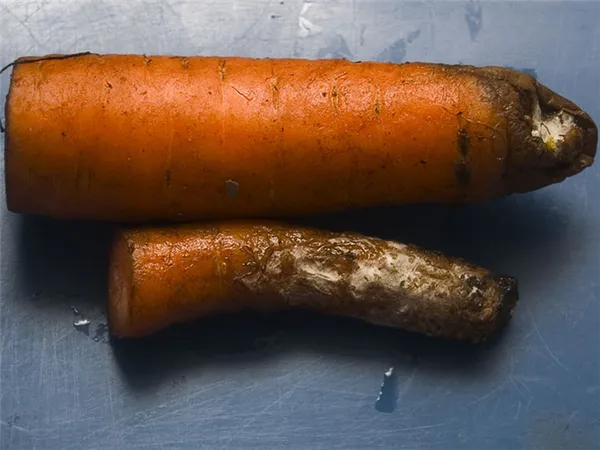Серую гниль на моркови можно избежать еще во время выращивания