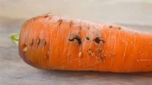 Что делать, если гниет морковь при хранении и почему так происходит