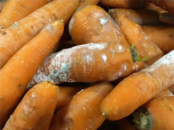 Морковь при хранении может гнить