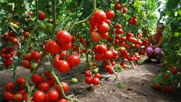 Что делать, когда помидоры плохо растут