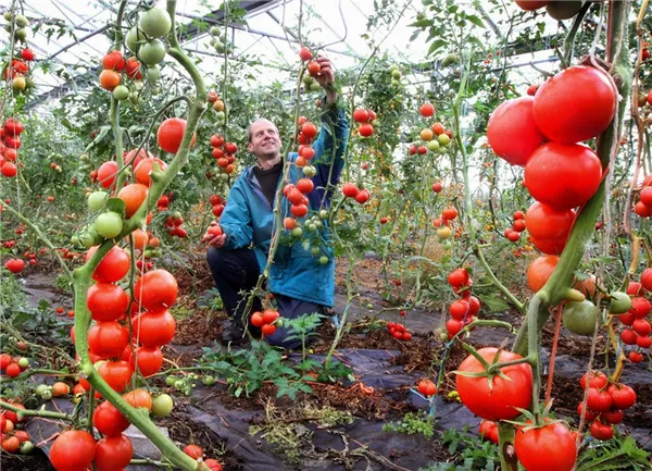 Что можно сделать, чтобы помидоры быстрее краснели дома?