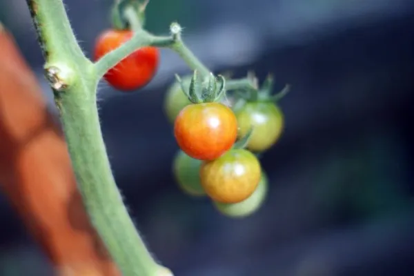 Выясняем: помидор это ягода или овощ или фрукт?