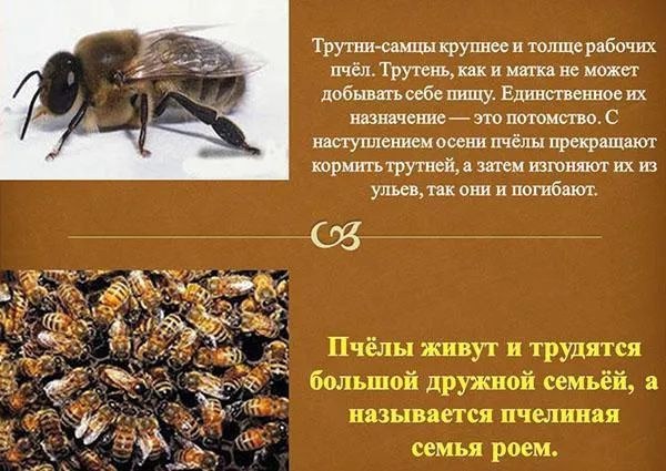 назначение трутней в пчелиной семье