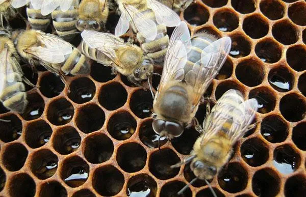пчелы в улье