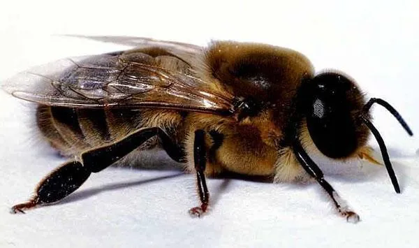 трутни в пчелиной семье