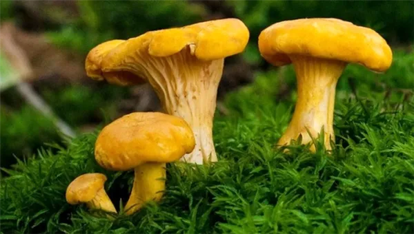 Лисичкины секреты: грибы лисички в Подмосковье: где растут, где и когда собирать в 2023 – советы грибников
