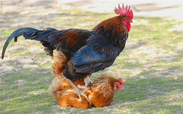 Петух оплодотворяет курицу